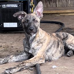 Trauma - Sable German Shepherd puppy in Alabama from Knott's Shepherds