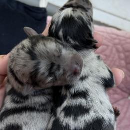 Pomskies from Browns Pomskys