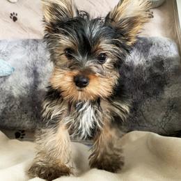 Boy 1 - Blue and gold male Yorkshire Terrier puppy in Willow Grove, Pennsylvania from Willow Grove Yorkie