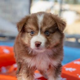 Valerie - Red tri-color female Miniature American Shepherd puppy in Fresno, California from Alpine Tails