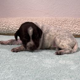 German Shorthaired Pointer Puppies from Lipan Creek German Shorthaired Pointers