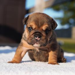 Sundae - Fawn female Bulldog puppy in Warsaw, New York from Hillview Kennels