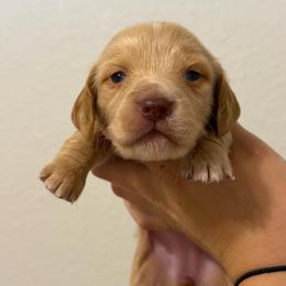 Cream Or Red Female - Cream female Dachshund puppy in El Paso, Texas from Micah's Minis