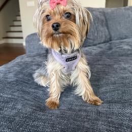 Yorkshire Terrier All Grown Up from Leigh Brummel