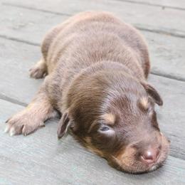 Tabasco - Red tri-color male Australian Shepherd puppy in Macon, Georgia from Shaina’s Shepherds