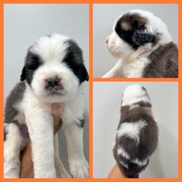 Orange - Mahogany and white male Saint Bernard puppy in Ladysmith, Wisconsin from Northwoods Saint Bernards