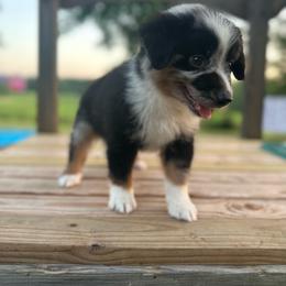 Rex - Blue merle male Miniature Australian Shepherd puppy in Doddridge, Arkansas from Huddleston Farm