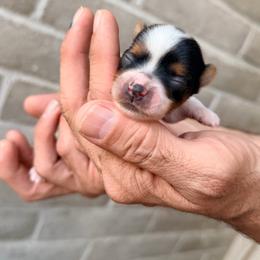 Ash (boy6) - Black tan and white male Biewer Terrier puppy in Las Cruces, New Mexico from De La Rosa Biewers