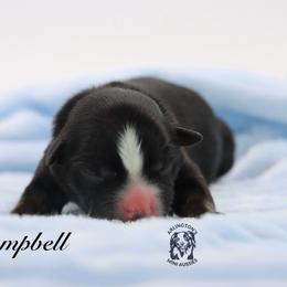 Campbell - Black tri male Miniature Australian Shepherd puppy in Weeki Wachee, Florida from Arlington's Mini Aussies