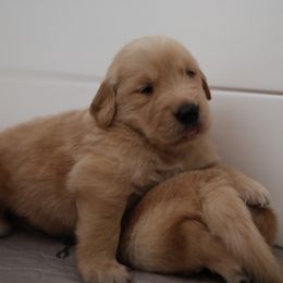 Sweet male - Golden male Golden Retriever puppy in Lemoore, California from UnrivaledGoldens