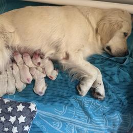 Golden Retriever puppies from Chastity's Golden Retrievers