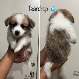 Companion Cross Puppies from Chilipoms