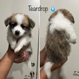 Companion Cross Puppies from Chilipoms