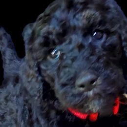 Myrtle - Poodle puppy in Manchester, Missouri from Perfect Poodles and Doodles LLC