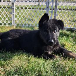 Boy 3 (Yellow) - Bi-color male German Shepherd puppy in Genoa, Illinois from vom ehrenSchutz German Shepherds