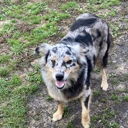 Cookie - Australian Shepherd