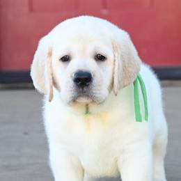 MR. GREEN Bonne-Blue - Yellow male Labrador Retriever puppy in Pasco, Washington from ROCK CREEK LABRADORS