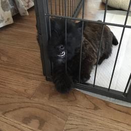 Scottish Terrier Puppies from Gina Smith