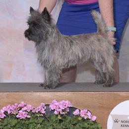 Reed - Cairn Terrier