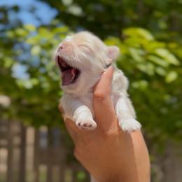 Singing Locust - White male Shih Tzu puppy in Cedar Hill, Texas from Puppy Paper House