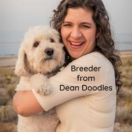 Goldendoodle Puppies from Dean Doodles