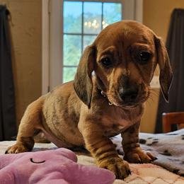 Grey - Brindle male Dachshund puppy in Colony, Kansas from Randal'sDachshunds