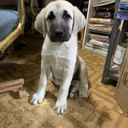 Ms Grey - Anatolian Shepherd Dog puppy in Michigan from T&S Anatolians