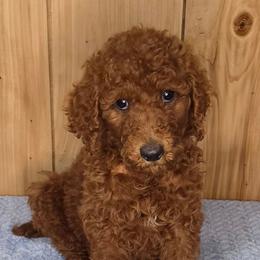 Rusty - Red  male Poodle puppy in Bonifay, Florida from Heavenly Poodles