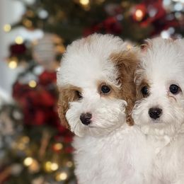 Assorted Doodle Crosses and Goldendoodles from Backcountry Doodles
