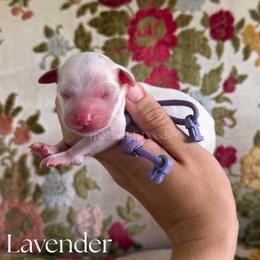 Lavender - Parti female Goldendoodle puppy in Aubrey, Texas from The Parrish Doods