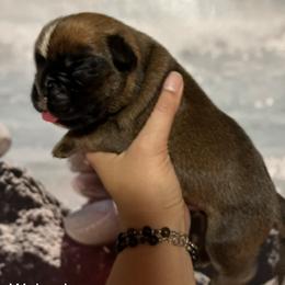 Boxer Puppies from Von Royal Dell’Infinite