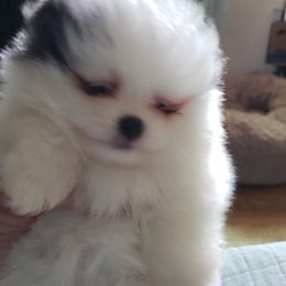 Pomeranian Puppies from Janet Clifton