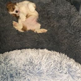 Black Russian Terrier and Cavalier King Charles Spaniel Puppies from Ocean Gem & Guardian Bears