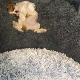 Black Russian Terrier and Cavalier King Charles Spaniel Puppies from Ocean Gem & Guardian Bears