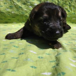 Bigweld - Sable male German Shepherd puppy in Los Lunas, New Mexico from Mali's German Shepherds LLC