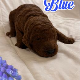 Blue - Red  male Poodle puppy in Sheridan, California from Renegade Standard Poodles