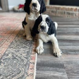 English Springer Spaniel Puppies from Southbend Springers