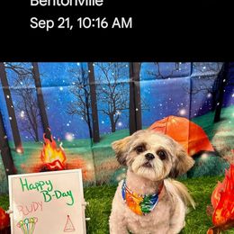 Shih Tzu Puppies from Grandma Ts Precious Puppies