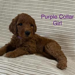 Purple Collar Girl - Red  female Goldendoodle puppy in Pasadena, Texas from Knightsbane Standard Poodles