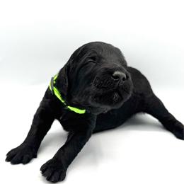 Gnome - Black male Goldendoodle puppy in Mount Pleasant, Tennessee from Doodle My Heart