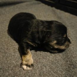 Skye - Black and silver female Miniature Schnauzer puppy in Elgin, Iowa from Firefly Stables