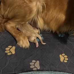 Blue - Golden male Golden Retriever puppy in Peoria, Arizona from Westwing Retrievers