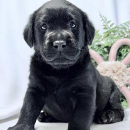 Labrador Retriever puppies from Four Seasons