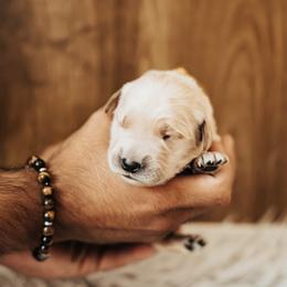 Girl 5 - female Golden Retriever puppy in Stockton, California from Golden Weenie Club