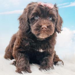 Praline - Chocolate female Australian Labradoodle puppy in Redding, California from Shasta Royal Monroe Puppies
