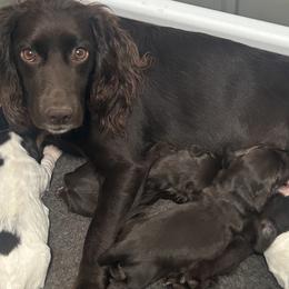 English Cocker Spaniel puppies from River Trail Kennels