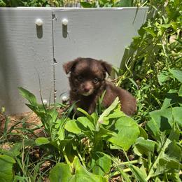 Grace - Red & white female Miniature Australian Shepherd puppy in Arlington, Texas from CopperHead Aussies