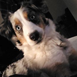 Australian Shepherds and Toy Australian Shepherds from DD's Kennel