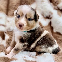 Teal collar - Red merle female Aussiedoodle puppy in 32046, Florida from River Hill Ranch
