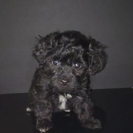 Chance - Black female Maltipoo puppy in Palmdale, California from J Designer Puppies